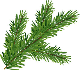 Christmas Spruce tree Cutting