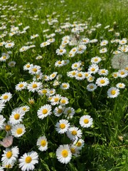 Fototapeta premium Beautiful white daisy flowers, dandelions and green grass growing outdoors