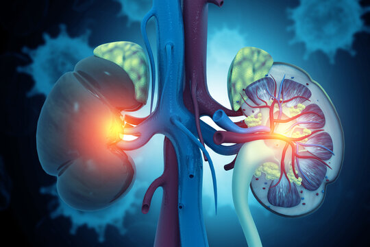 Human kidney cross section on scientific background. 3d illustration