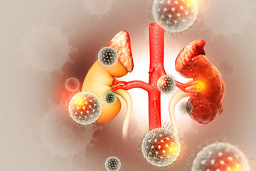 Bacteria or virus infected human kidney on scientific background. Kidney disease. 3d illustration