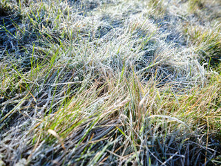 Field of green grass covered in frost in the morning light after a night of cold temperatures. Meadow with frozen grass in a mountain pasture.