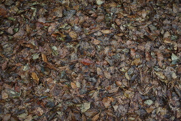 A pile of dried leaves is brown or yellow on the ground was wet from rainwater. 