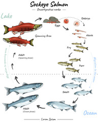 Sockeye salmon life cycle