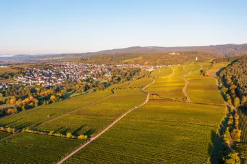 Cercles muraux Couleur miel A bird's eye view of the vineyards near Eltville am Rhein/Germany in the warm morning light