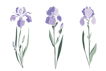 Fototapeta na wymiar Set of spring iris flowers.Vector graphics.
