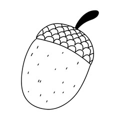 Acorn. Autumn element. Hand drawn doodle style. Vector illustration isolated on white. Coloring page.