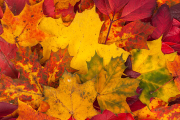 Background made of fallen autumn leaves
