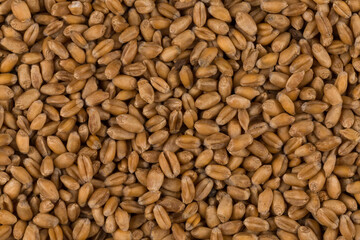 whole background of wheat grain