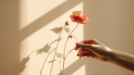Female hand holding fragile red poppy flower