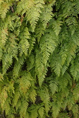 Wall Dense of fern leaves in the forest 