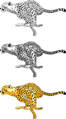 image of a running cheetah, color and monochrome drawings in vector