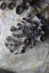 close up of oyster mushroom pins 