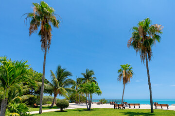Palm trees in beach state park in tropical island in Florida Keys