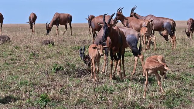 Herd of Bubal antelopes with calves graze in the savannah against clear blue sky. Kenya, Africa
