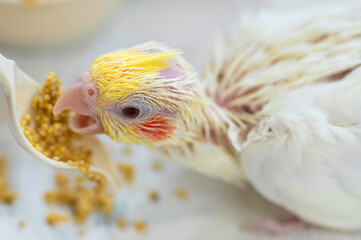 さし餌により餌を食べるオカメインコの幼鳥