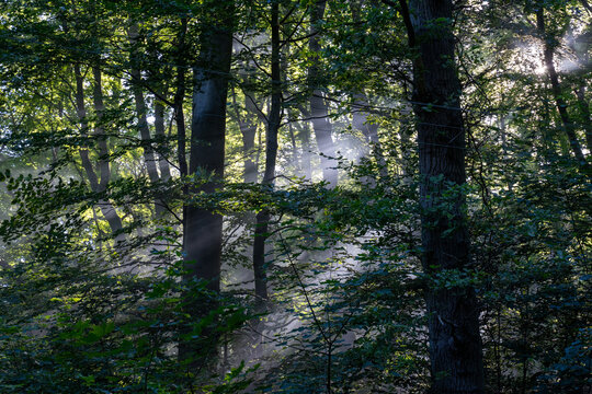 Mystic Morning Hike: Sun Rays Through Foggy Forest