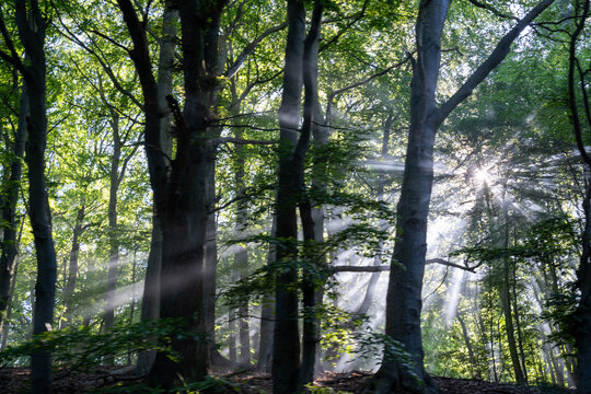 Mystic Morning Hike: Sun Rays Through Foggy Forest