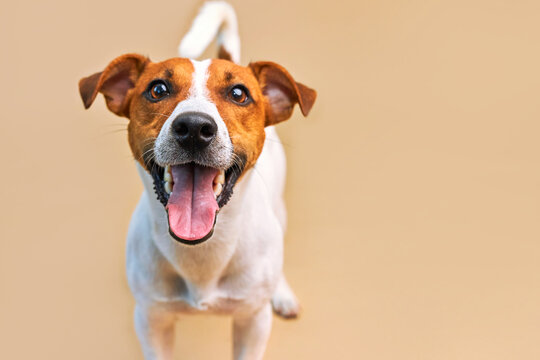Portrait of a funny dog Jack Russell Terrier, closeup