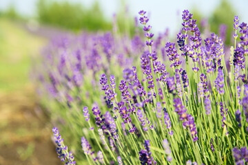 Beautiful blooming lavender growing in field, closeup. Space for text