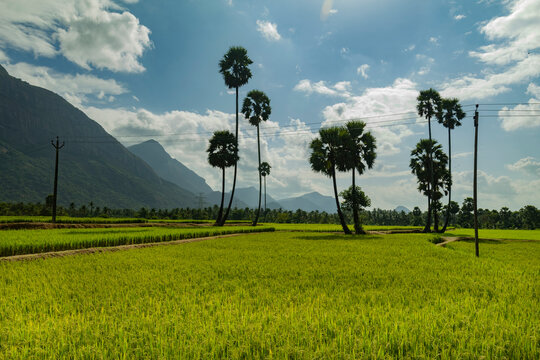 Kollengode,Palakkad- A Border village in Palakkad District Famous for its beautiful vast stretch of paddy fields and waterfalls