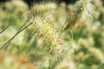 Jardine d'acclimatation, France, Pennisetum villosum is a species of flowering plant in the grass family Poaceae, known by the common name feathertop grass or just feathertop