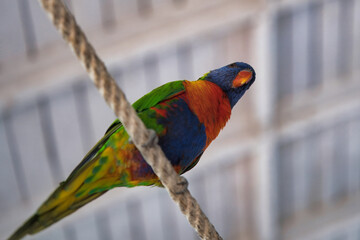 Rainbow lorikeet, is a species of parrot found in Australia. It is common along the eastern seaboard, from northern Queensland to South Australia. Its habitat is rainforest, coastal bush and woodland 