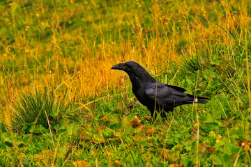 schwarzer Rabe in braunen herbstlichen Gras
