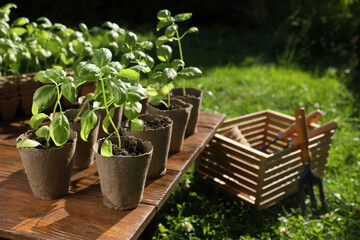 Beautiful seedlings in peat pots on wooden table and crate with gardening tools outdoors