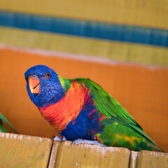 Rainbow lorikeet, is a species of parrot found in Australia. It is common along the eastern seaboard, from northern Queensland to South Australia. Its habitat is rainforest, coastal bush and woodland 
