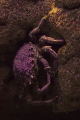 crab on the aquarium