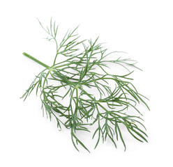 One sprig of fresh dill isolated on white
