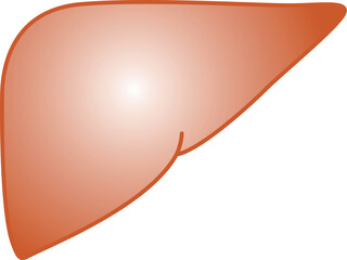 肝臓のイラスト