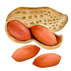 Peanut hand draw and paint on png file for decoration and online advertising 