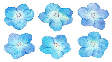 Watercolor blue Nemophila flowers set