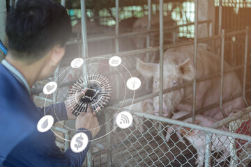 Individuals touch virtual displays in pig farms, apply technology to farm management, and implement...