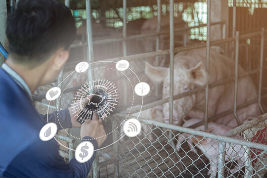 Individuals touch virtual displays in pig farms, apply technology to farm management, and implement digital transformation management concepts, Internet of Things, big data and business processes. - Powered by Adobe