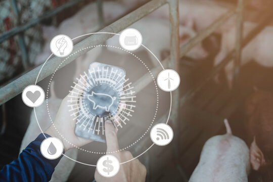 Individuals touch virtual displays in pig farms, apply technology to farm management, and implement digital transformation management concepts, Internet of Things, big data and business processes. - Powered by Adobe