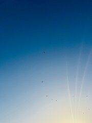 Silhouettes of flying seagulls in the blue sky, rays of the sun, warm evening color of the sun with some sunlight 