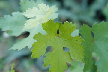 young green leaf grapes in the garden.