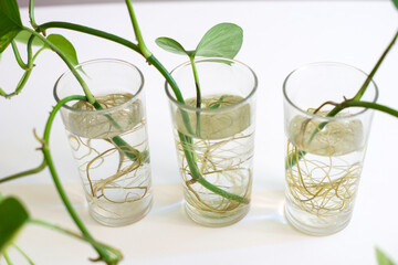 glass of water with mint and sprout root