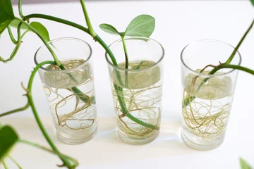 Foto op Plexiglas glass of water with mint and sprout root © reznik_val
