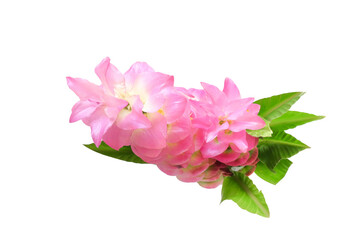 Naklejka na ściany i meble Pink Curcuma sessilis or siam tulips flower on white .clipping path.
