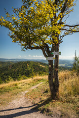 Drzewo na szkalu górskim © Katarzyna