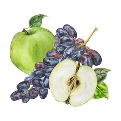 Apple and Grapes. Watercolor botanical illustration of green and purple Fruit. Hand drawn food isolated on white background. Plant drawing for juice and wine packaging design. Black vine berry sketch