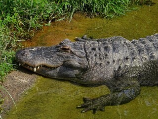 Crocodile au bord d'une rivière.