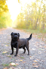 Cute Petit Brabancon dog with big eyes on yellow autumn background