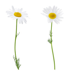 Chamomile flowers isolated on white or transparent background. Camomile medicinal plant, herbal medicine. Set of two chamomile flowers with green stem.