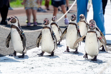 ペンギンの散歩_越前松島水族館_福井県_堺市 © 39LAB