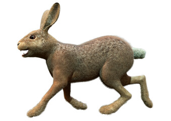 3D Rendering Hare on White