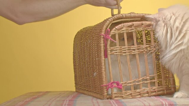 A Pomeranian dog is brought in in a pet carrier, the cat doesn't like the new dog, and the cat attacks the Spitz